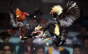 Bí Kíp Chơi Đá Gà Sabong TWIN68 Thắng Lớn Từ Cao Thủ